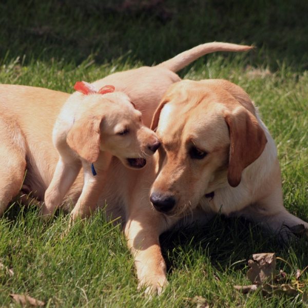 Lab Meet-Up
